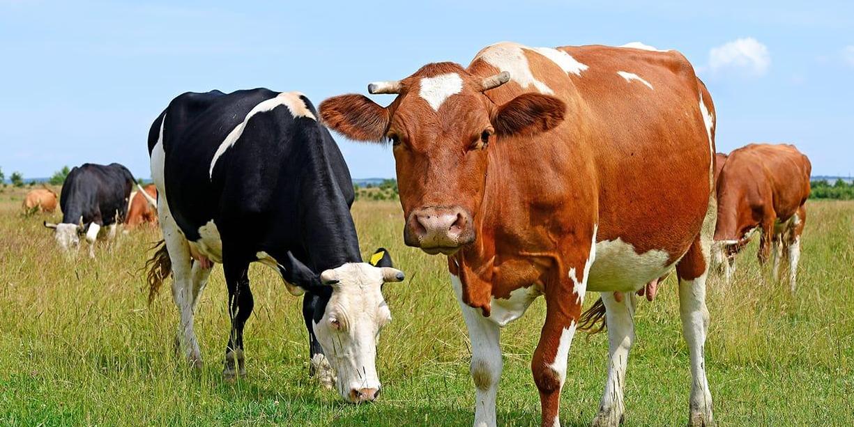 Cows in field