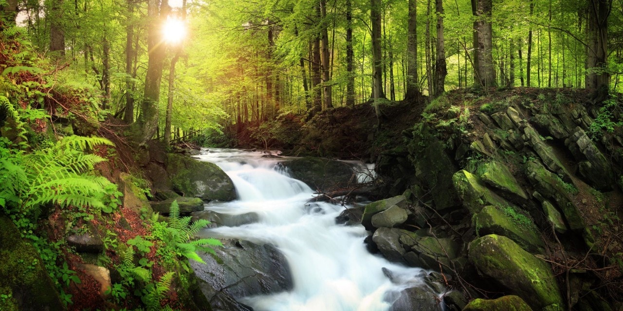wooded forest and mountain stream