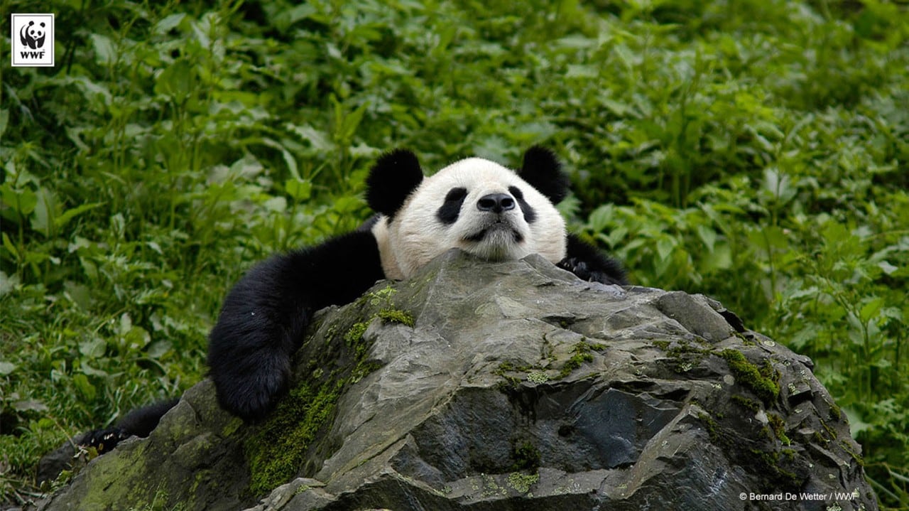 WWF Panda