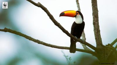 WWF Toucan