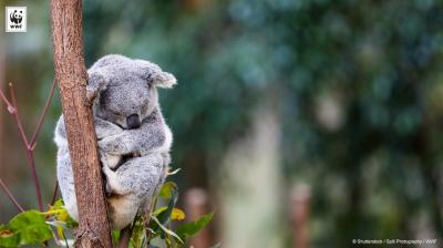 WWF Koala