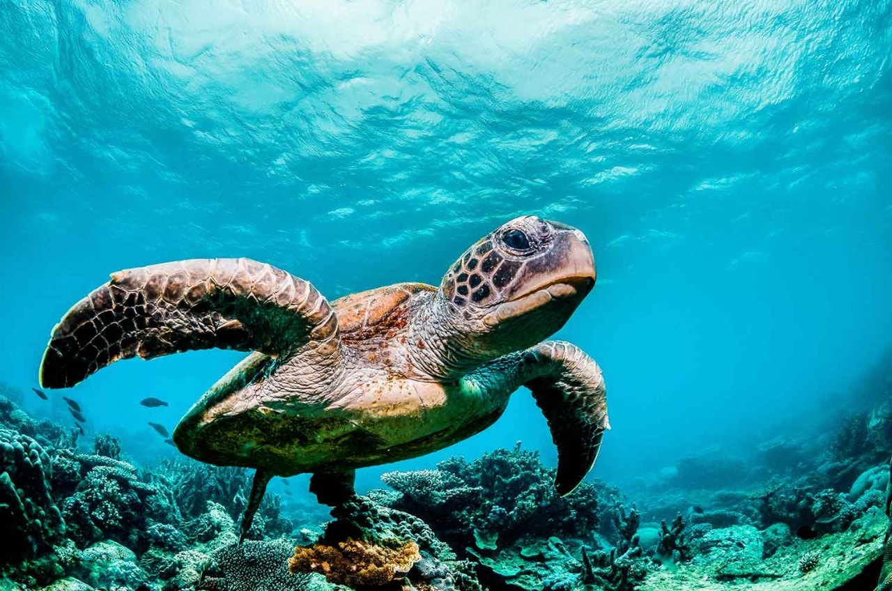 Close-up view of a sea turtle in the Galapagos Islands.